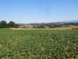 Sandgruben